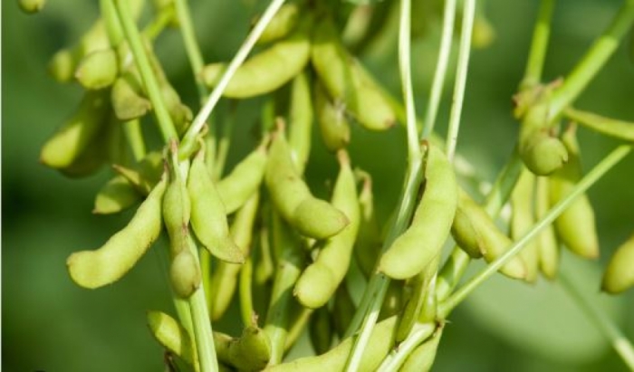 idea99Soybean.JPG