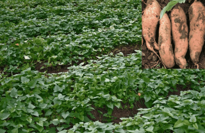 idea99Sweet-Potato-Farming.png