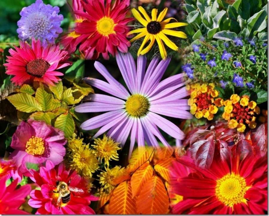 idea99WP-1232-LJK_3540-Collage-3_thumb.jpg