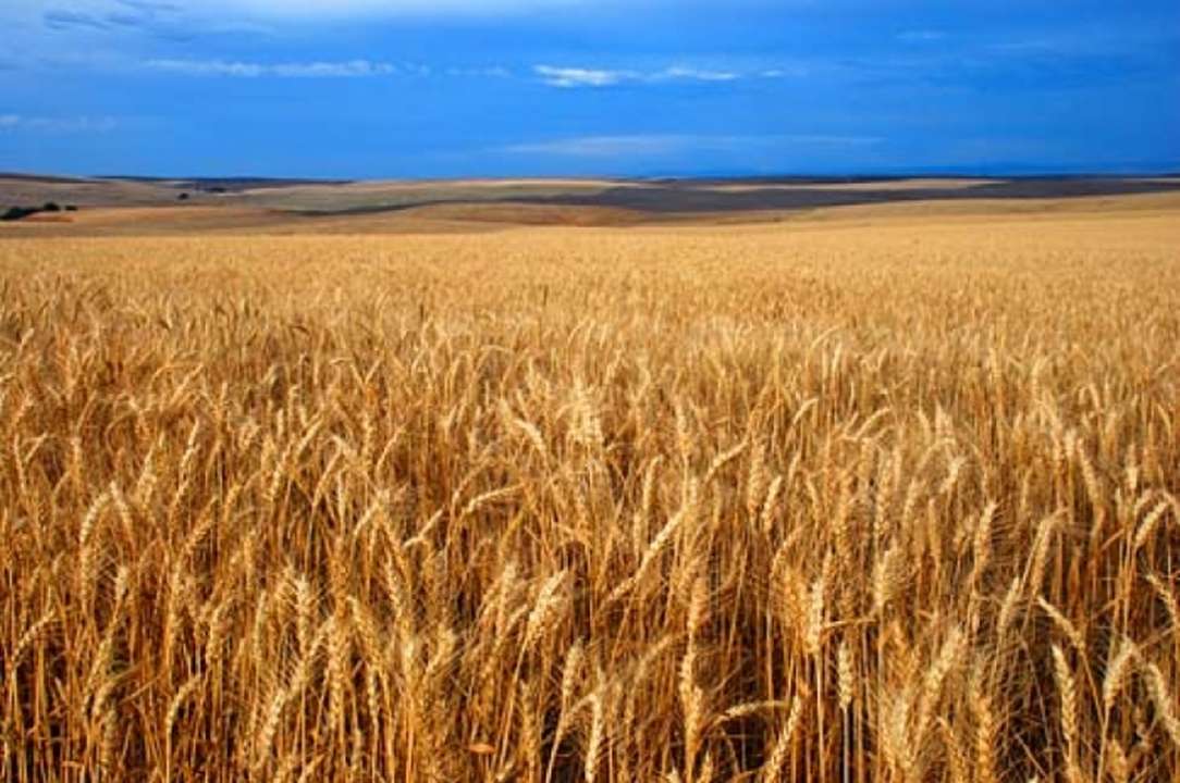 idea99Wheat_Field_(Umatilla_County,_Oregon_scenic_images)_(umaDA0009a).jpg