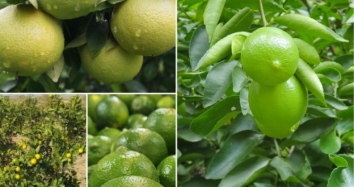 idea99_lemon_gdyufg.jpg idea99_lemon_gdyufg.jpg