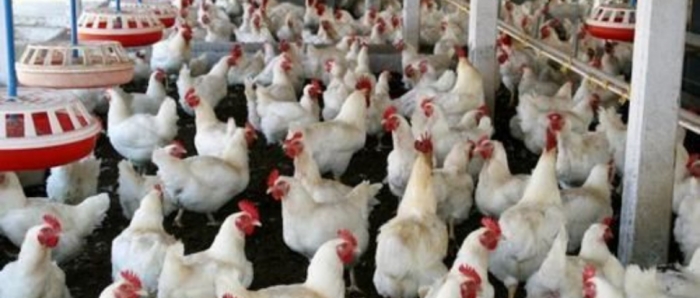idea99_poultry_fadkfe.jpg