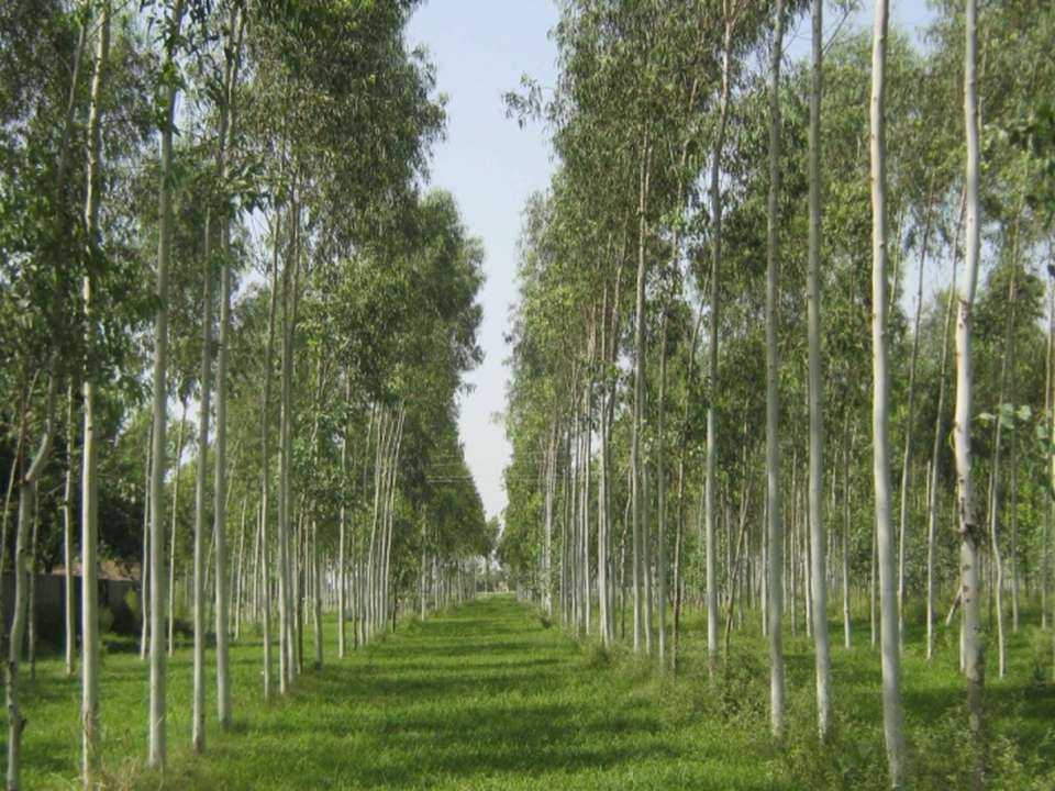 idea99agro_forestry.JPG