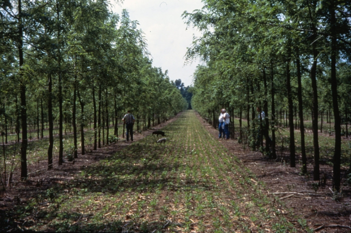 idea99agroforestry_march.jpg idea99agroforestry_march.jpg