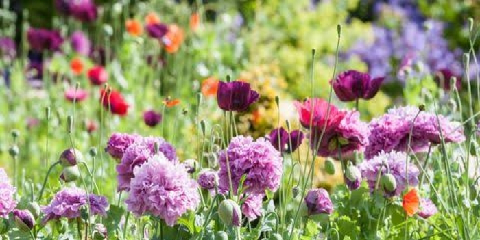 idea99all_flowers.jpeg idea99all_flowers.jpeg