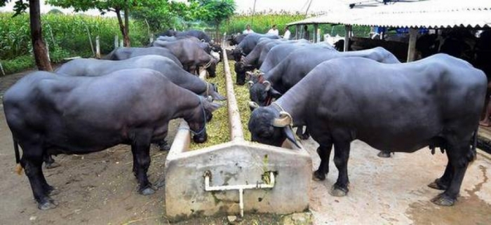idea99animal_husbandry_advice.jpeg idea99animal_husbandry_advice.jpeg