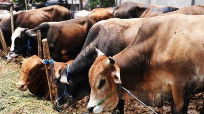 idea99animals_husbandry_in_uk.jpeg