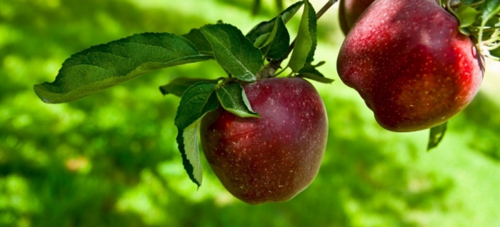 idea99apple_27th_oct.jpg idea99apple_27th_oct.jpg