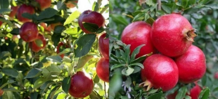 idea99apple_and_pomegrenate_solan.jpg idea99apple_and_pomegrenate_solan.jpg