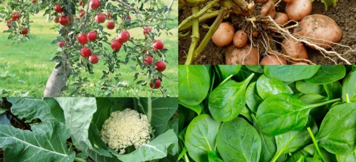 idea99apple_cauliflower,_spinach,_potato.jpg idea99apple_cauliflower,_spinach,_potato.jpg