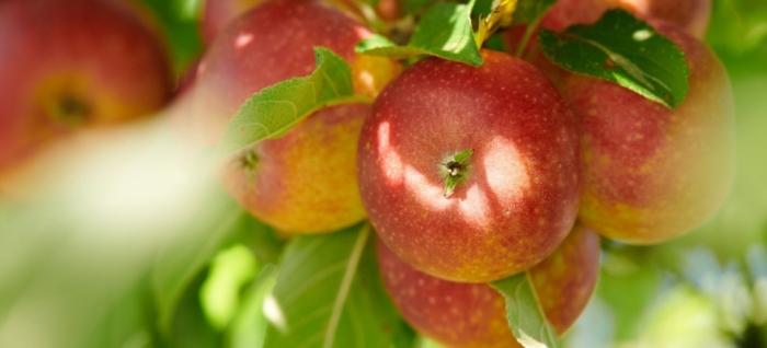 idea99apple_fruit.jpg