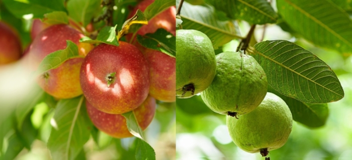 idea99apple_guava.jpg idea99apple_guava.jpg