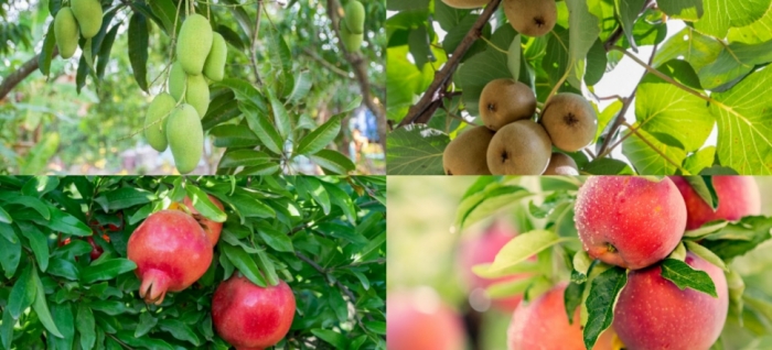 idea99apple_solan_07th_Sep.jpg