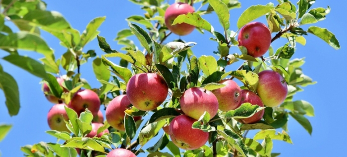 idea99apple_solan_30th_Sep.jpg