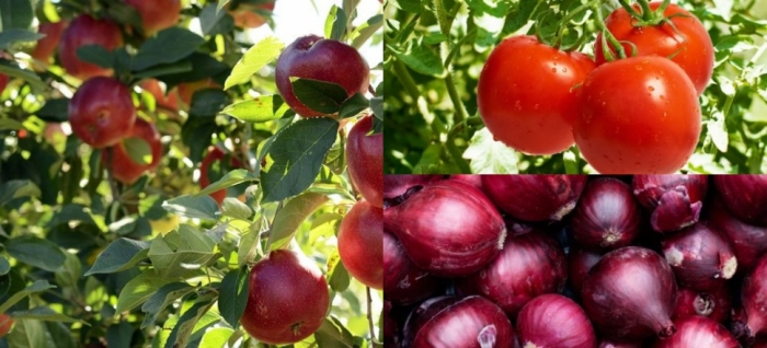 idea99apple_tomato_onion.jpg