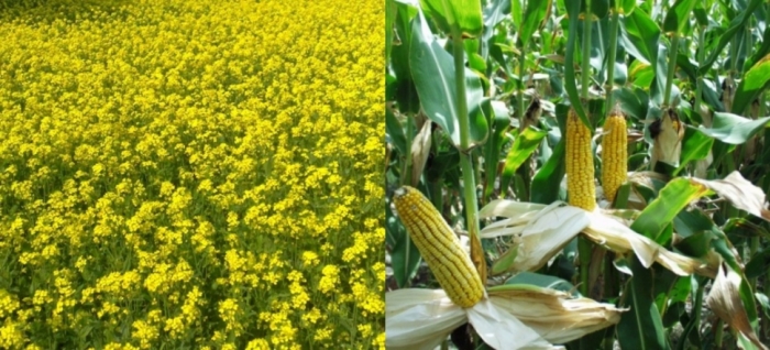 idea99arunachal_pradesh_12th_feb_crops.jpg idea99arunachal_pradesh_12th_feb_crops.jpg