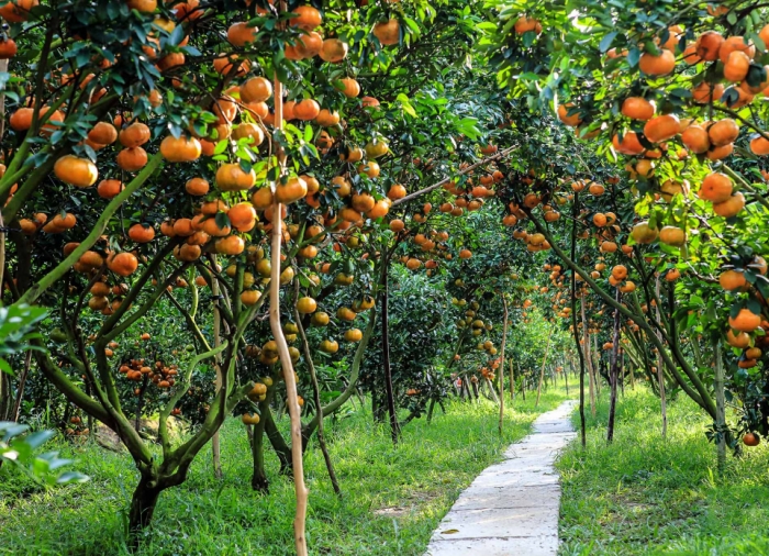 idea99bagbani_farmer.jpg idea99bagbani_farmer.jpg