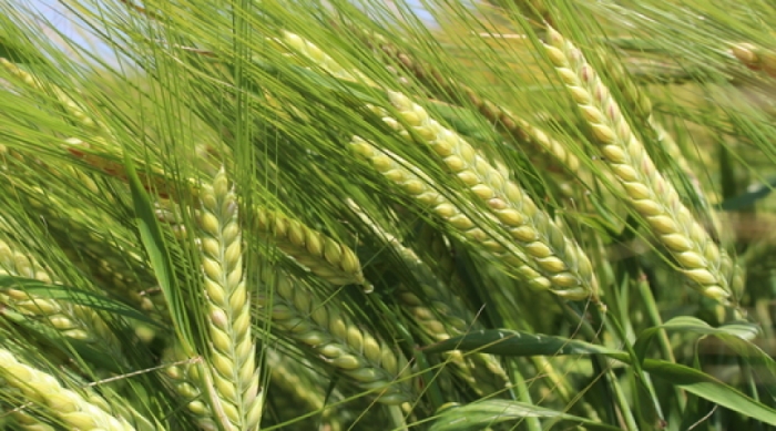 idea99barley_crop.jpg