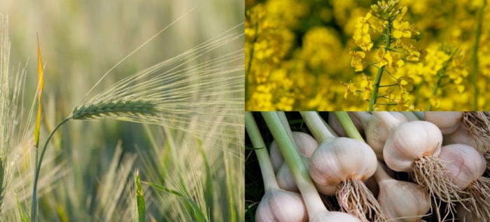 idea99barley_garlic_mustard.jpg idea99barley_garlic_mustard.jpg