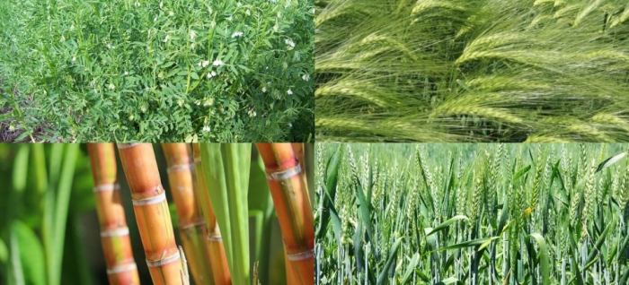 idea99barley_lentil_wheat_sugarcane.jpg idea99barley_lentil_wheat_sugarcane.jpg