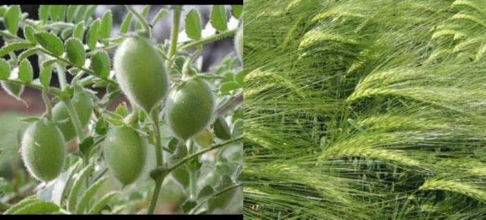 idea99barley_udaipur.jpg idea99barley_udaipur.jpg