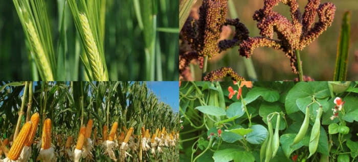 idea99barley_uttarkhand.jpg