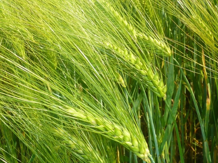 idea99barley_uttrapardesh.jpg idea99barley_uttrapardesh.jpg