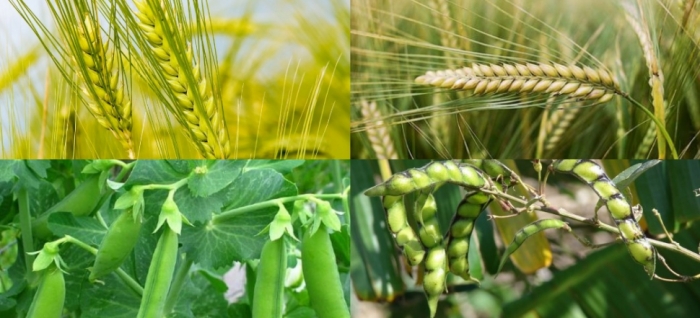 idea99barley_wheat_pigeon_pea_peas.jpg idea99barley_wheat_pigeon_pea_peas.jpg