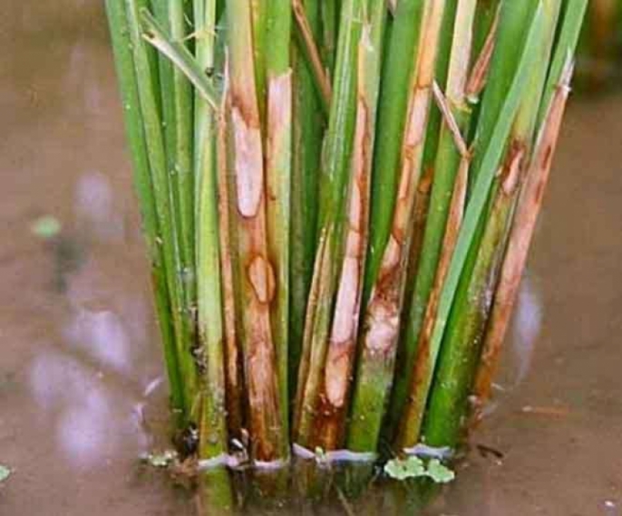 idea99basmati.jpg