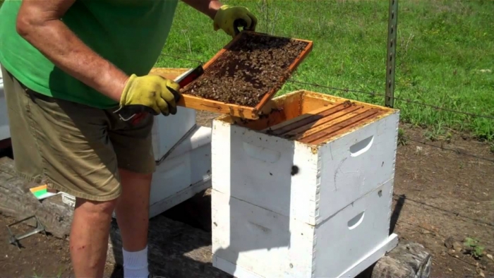 idea99bee_box.jpg idea99bee_box.jpg