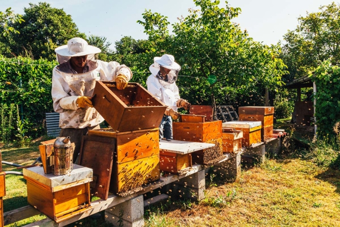 idea99beekeeping.jpg