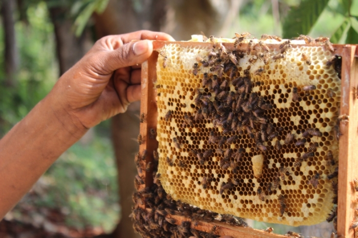 idea99beekeeping_march.jpg idea99beekeeping_march.jpg