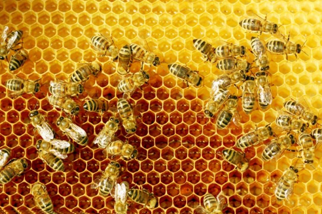 idea99bees.jpg