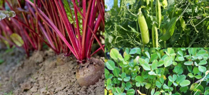 idea99beetroot,_fenugreek,_peas.jpg