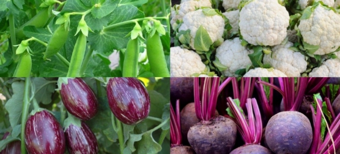 idea99beetroot_13th_sep.jpg idea99beetroot_13th_sep.jpg