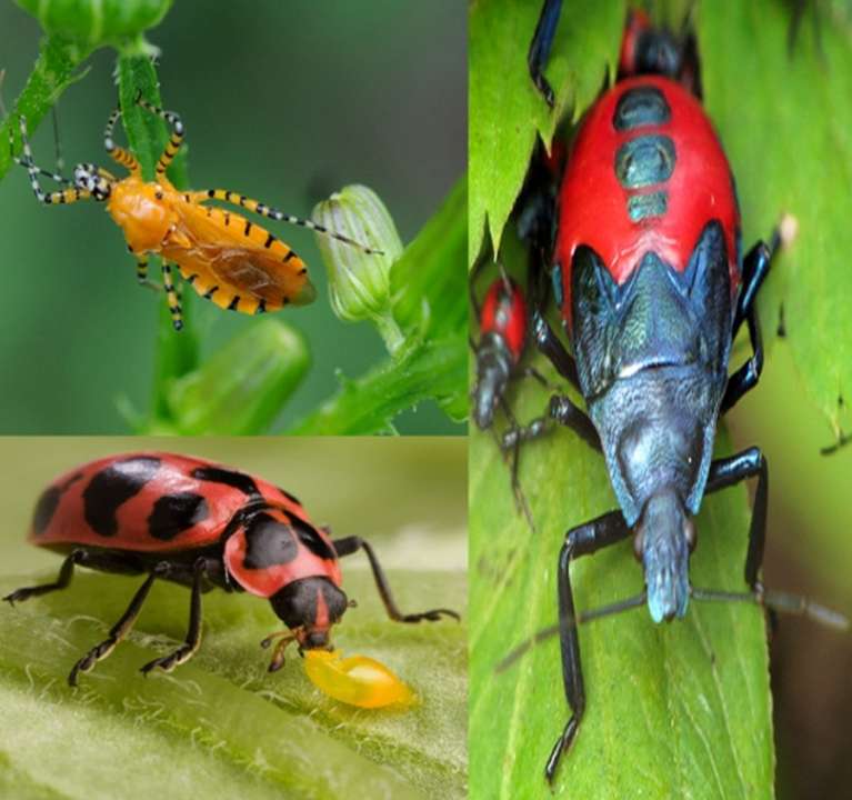 idea99beneficail_insects.jpg