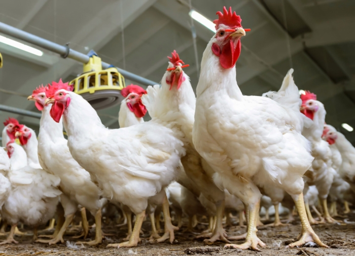 idea99bg-broiler_facility-001-Bukhanovskyy.jpg idea99bg-broiler_facility-001-Bukhanovskyy.jpg