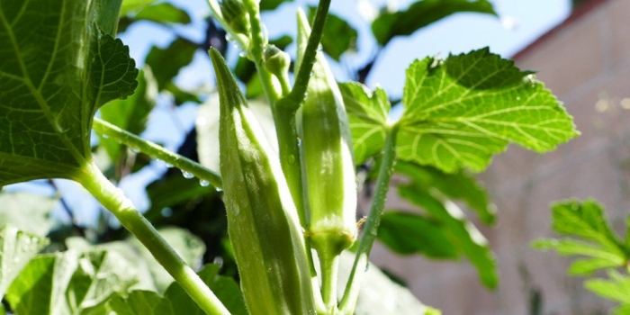 idea99bhindi.jpg