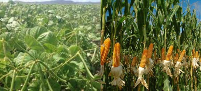 idea99bihar_12th_may_crops.jpg