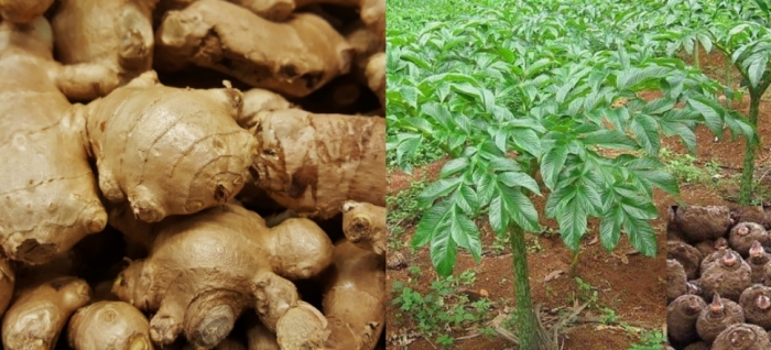 idea99bihar_12th_may_vegetables.jpg