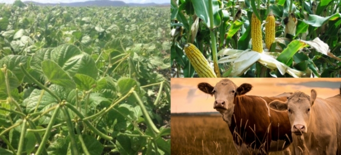 idea99bihar_crops.jpg idea99bihar_crops.jpg