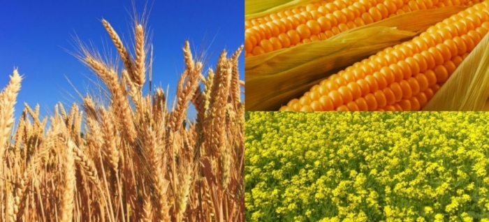 idea99bihar_crops_hindi_9th_jan.jpg idea99bihar_crops_hindi_9th_jan.jpg