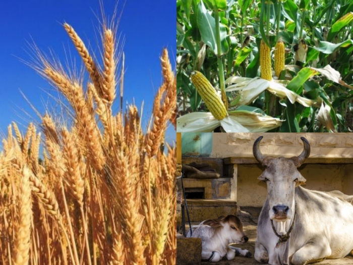idea99bihar_crops_hindi_advisory.jpg