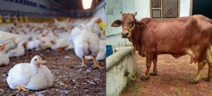 idea99bihar_livestock.jpg idea99bihar_livestock.jpg