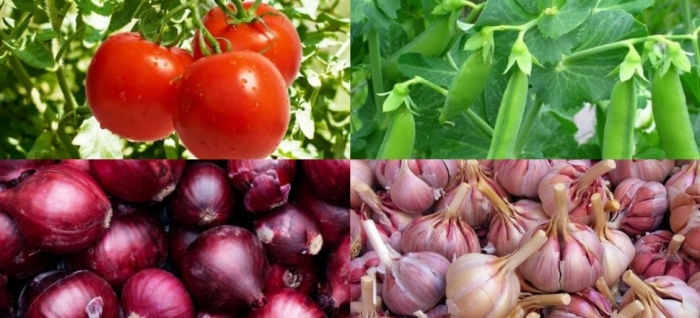 idea99bihar_veg_hindi_9th_jan.jpg idea99bihar_veg_hindi_9th_jan.jpg