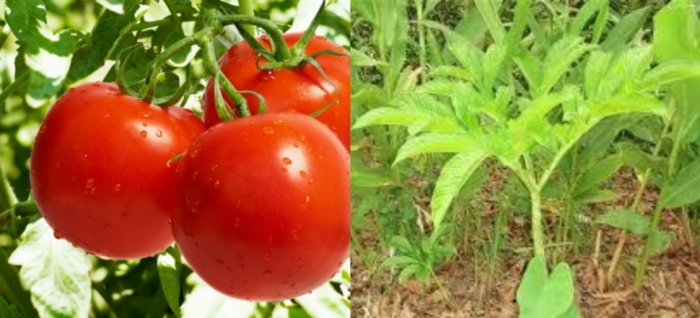 idea99bihar_vegetabgles.jpg idea99bihar_vegetabgles.jpg
