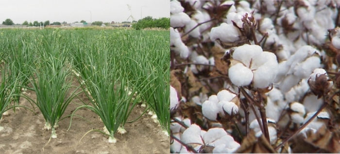 idea99bikaner_crops_06th_may.jpg