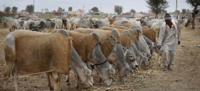 idea99bikaner_livestock_06th_may.jpg