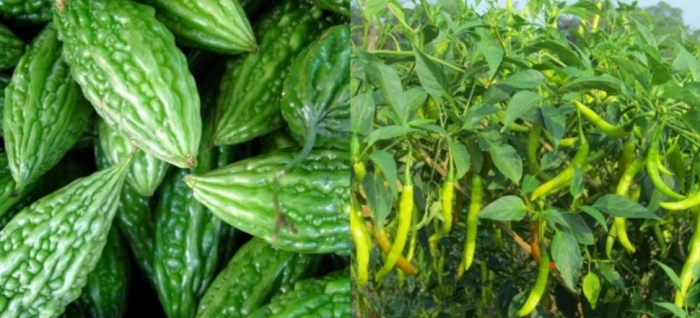 idea99bitter_gourd_and_chilli_23th_june.jpg