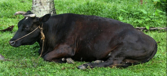 idea99black_cow_2.jpg